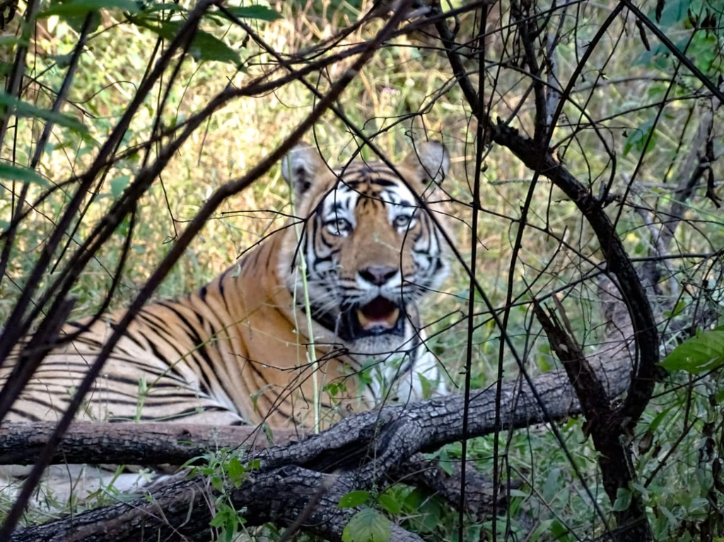 Sariska Tiger Reserve & Forest Ecology, Alwar